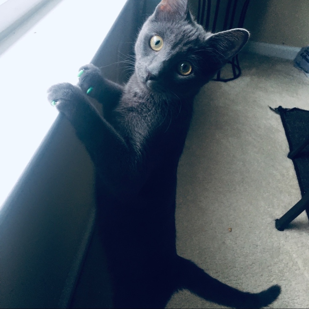 Meet your Posher, Char